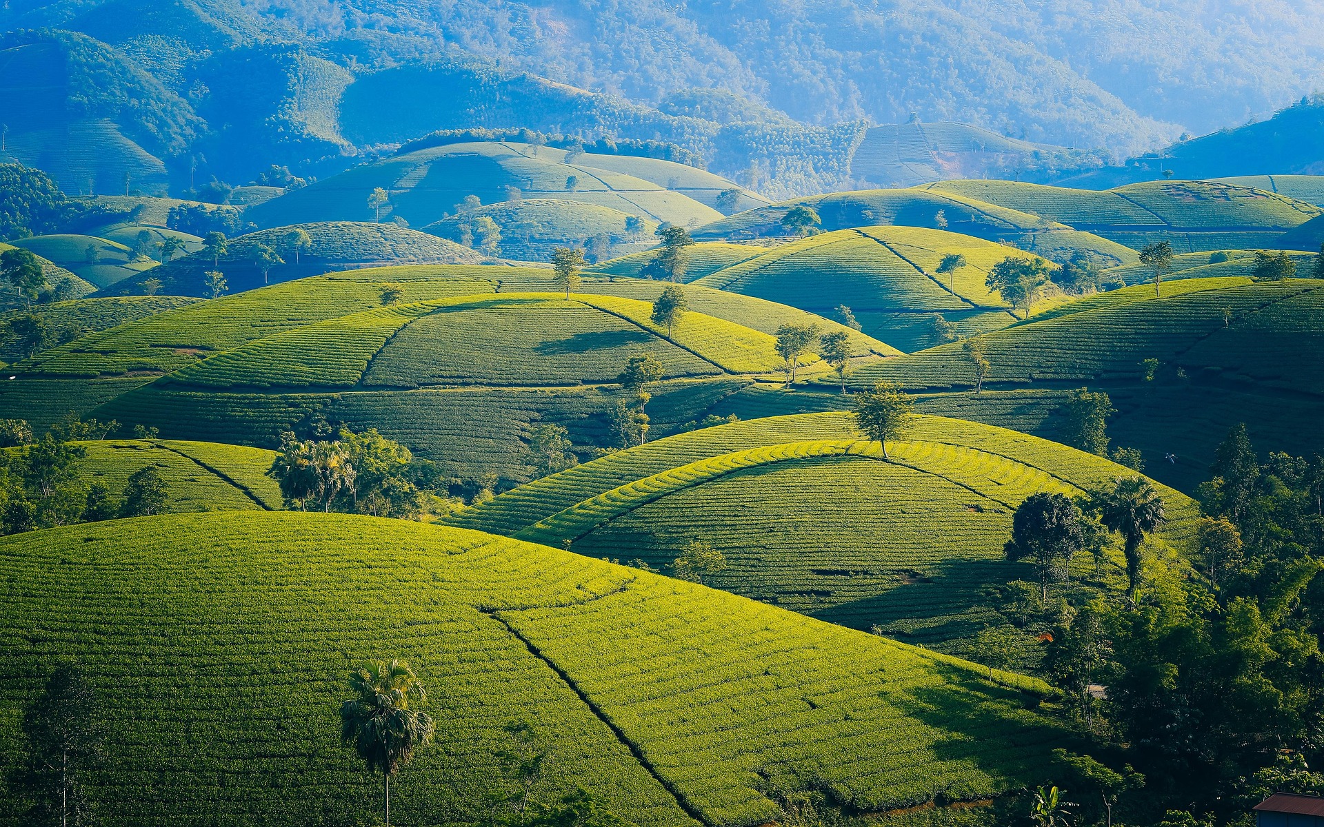 Serene hillside landscape